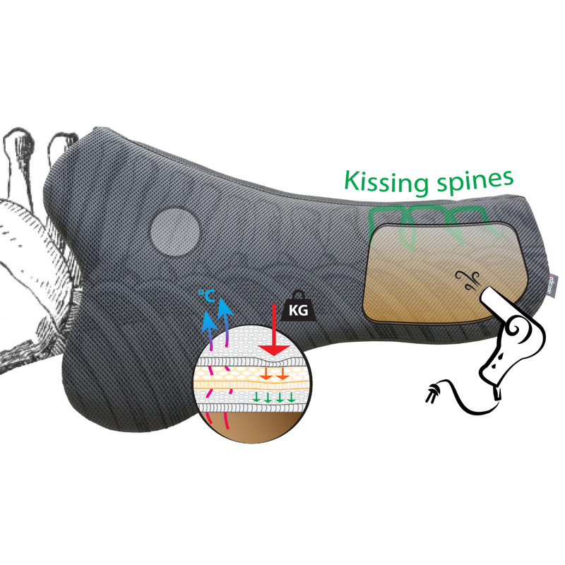 From Young Horse to Competition Horse: How Saddle Fit Changes Over Time