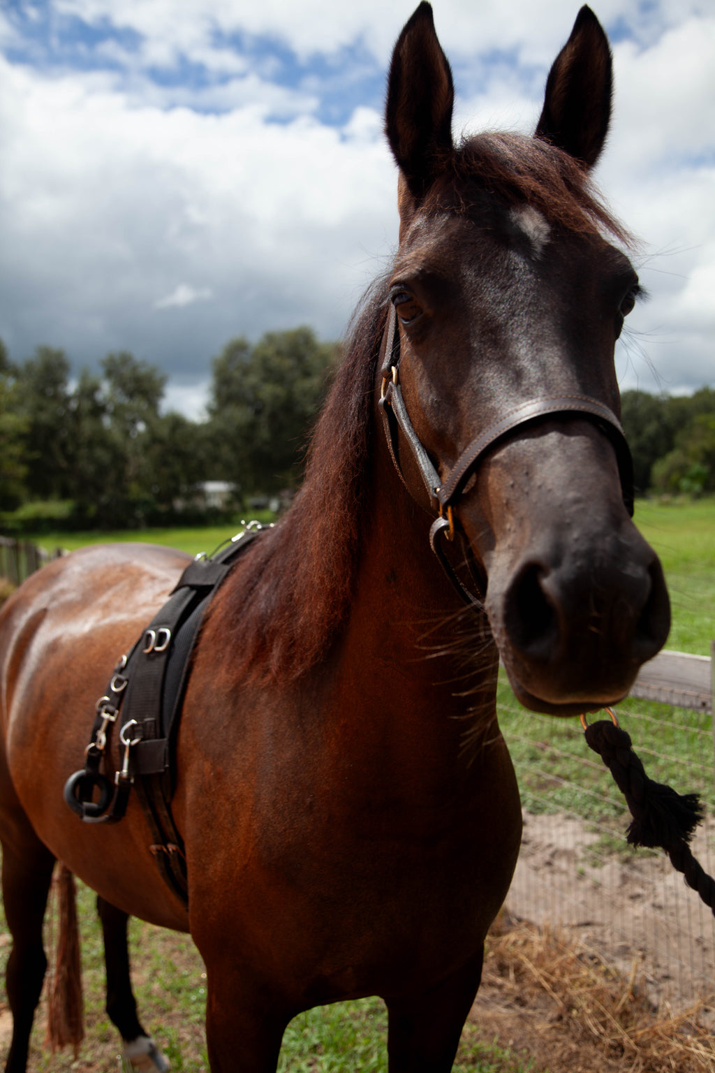 Therapeutic Lunging Pad
